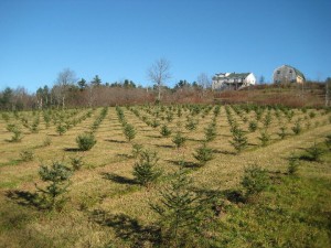 early plantings