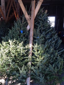 trees 2014 barn