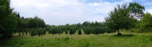 trees 2015 pano